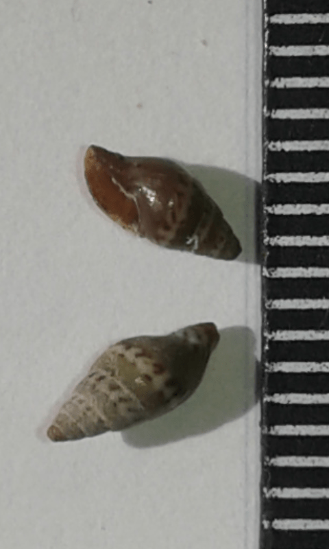 Costellariidae : Vexillum littorale?